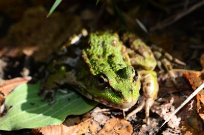 Прикрепленное изображение: DSC_0555_.jpg